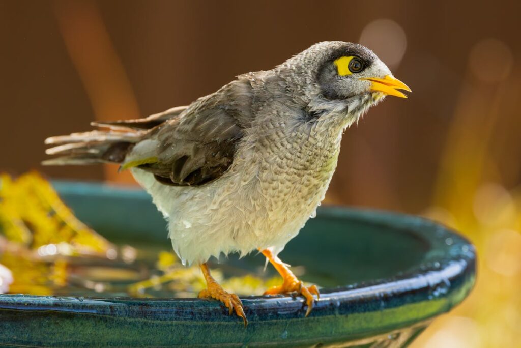 Vogelart – Stadt Land Fluss Ideen von A bis Z